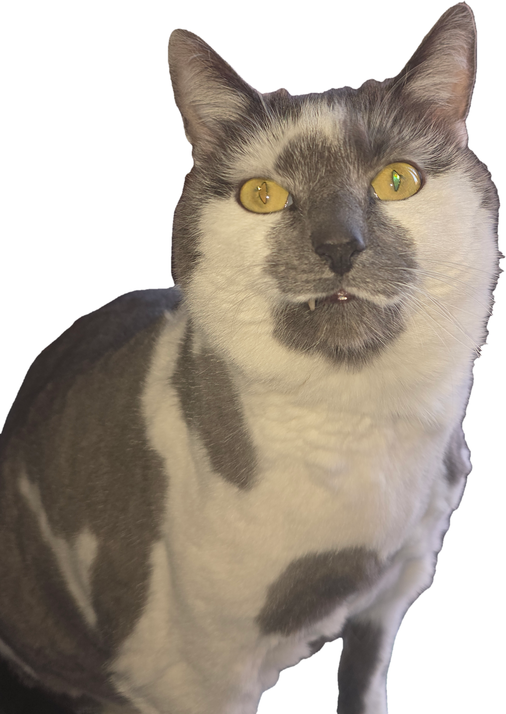 Smokie